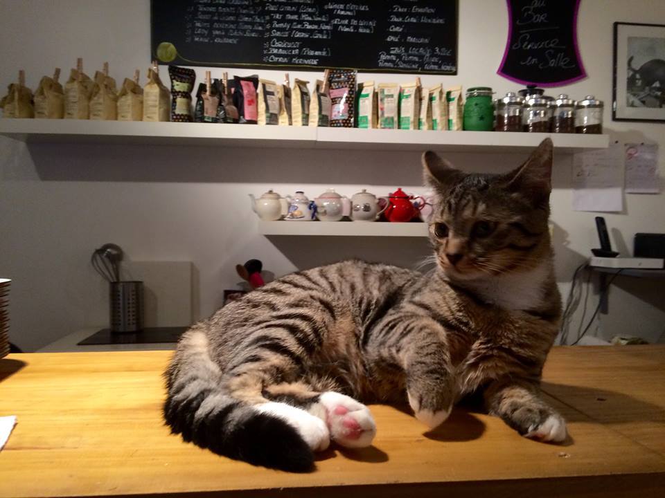 Chat allongé sur une table du restaurant "Au chat voir vivre"