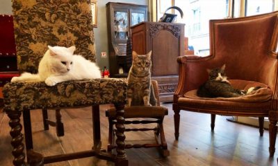 3 chats assis sur des fauteuils dans un bar à chats